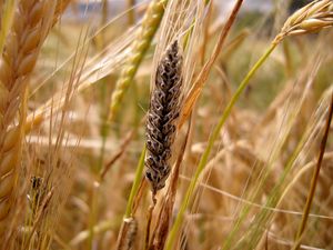uploads/images/disease/bunt disease of wheat.jpg
